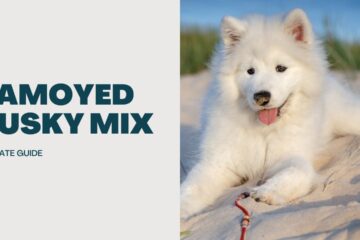 Samoyed-Husky-Mix