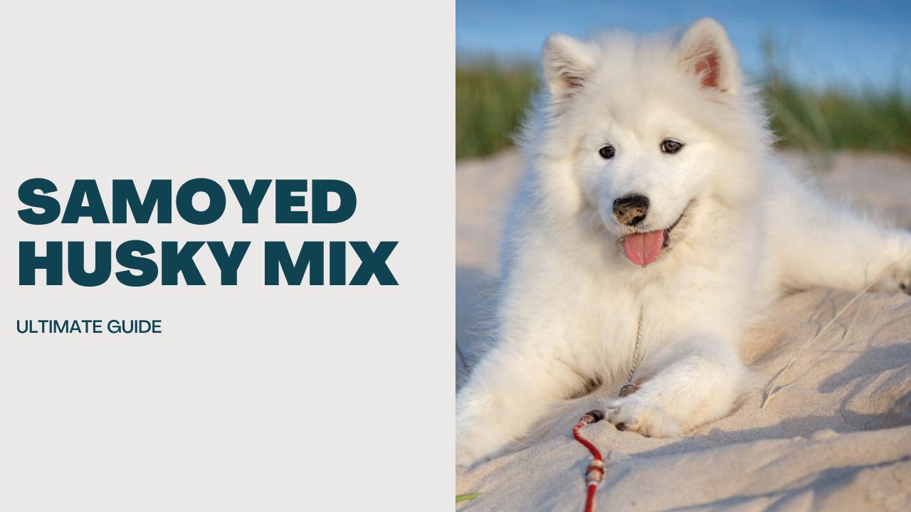 Samoyed-Husky-Mix